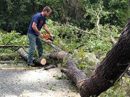  Palm Beach Gardens, FL Tree Services Pros
