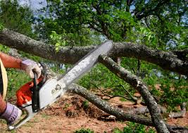 Best Stump Grinding and Removal  in Palm Beach Gardens, FL