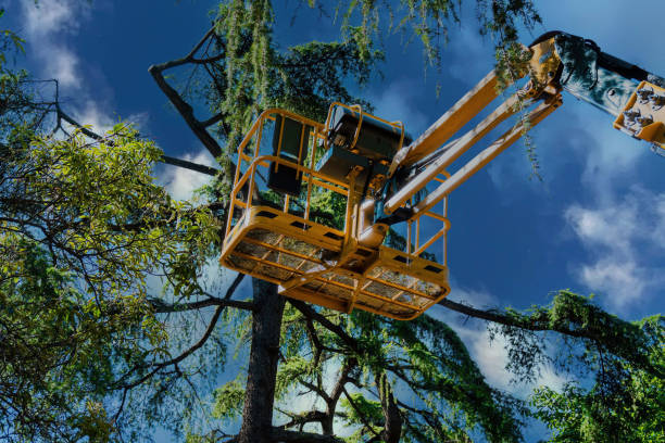 Best Tree Mulching  in Palm Beach Gardens, FL