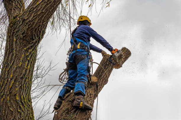 Best Tree Trimming and Pruning  in Palm Beach Gardens, FL