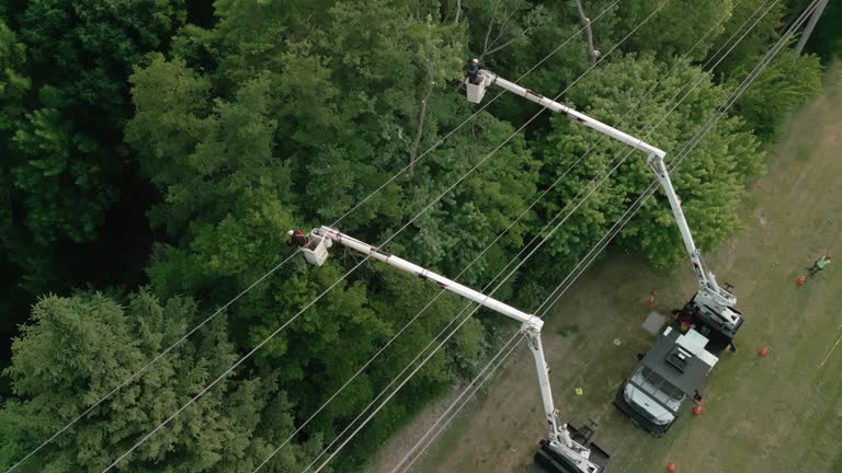 Best Tree Risk Assessment  in Palm Beach Gardens, FL