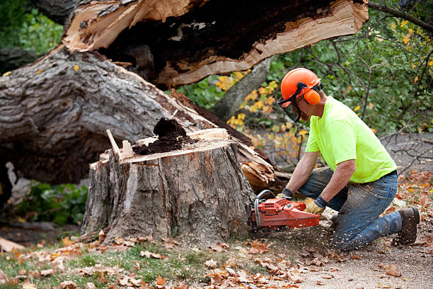Best Seasonal Cleanup (Spring/Fall)  in Palm Beach Gardens, FL