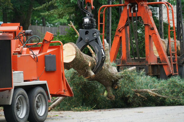 Best Root Management and Removal  in Palm Beach Gardens, FL
