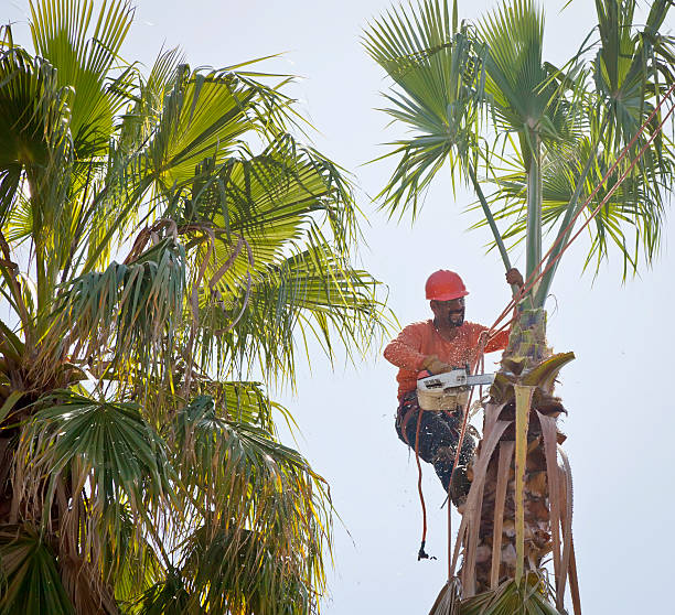 Best Tree Disease Treatment  in Palm Beach Gardens, FL