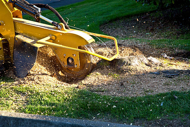 Best Sod Installation  in Palm Beach Gardens, FL