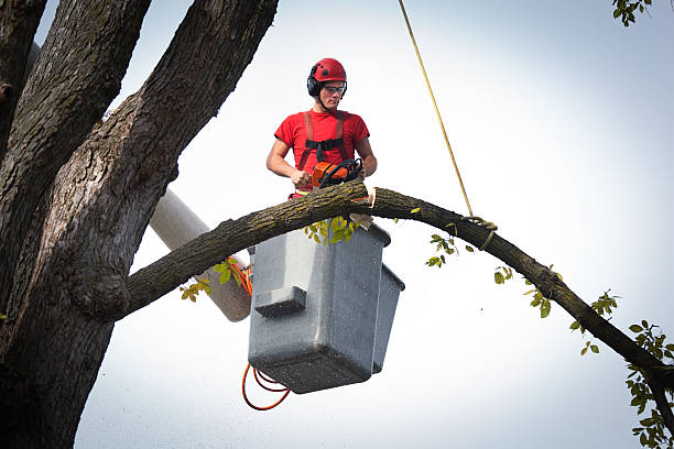 Best Utility Line Clearance  in Palm Beach Gardens, FL