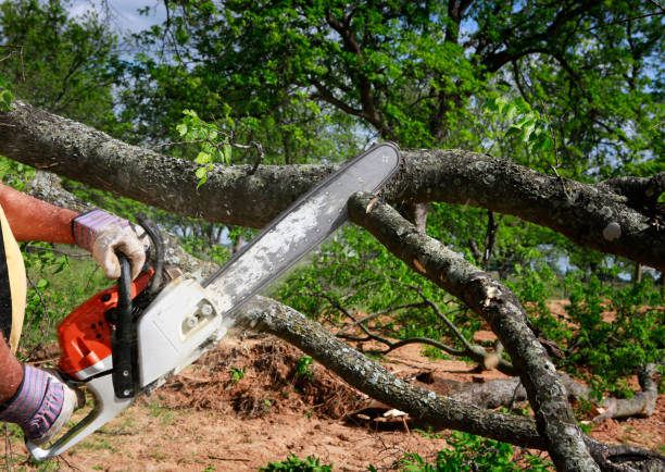 Best Hedge Trimming  in Palm Beach Gardens, FL