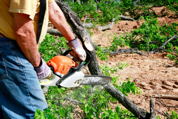 Best Arborist Consultation Services  in Palm Beach Gardens, FL